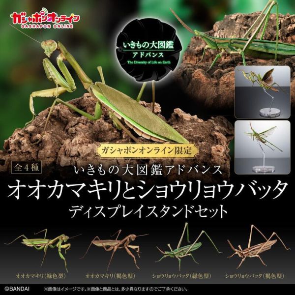 【史派克工廠】結單25年4月 轉蛋 扭蛋 生物大圖鑑 枯葉大刀螳/中華劍角蝗 四種套組 附展示支架 0115 轉蛋 扭蛋 生物大圖鑑 枯葉大刀螳/中華劍角蝗 四種套組 附展示支架