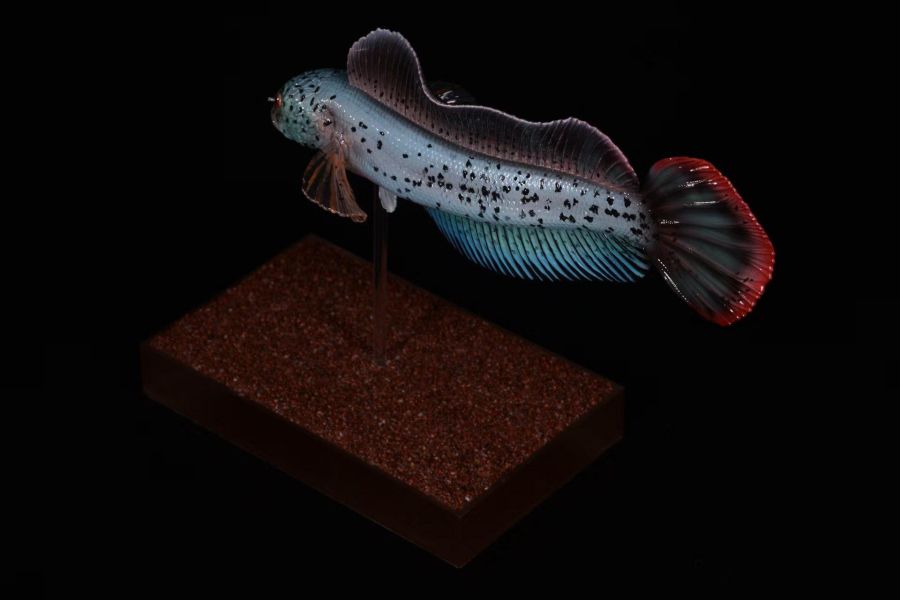 【史派克工廠】預購免運26年6月 三合一創 淡水觀賞魚系列 巴卡雷龍 0601 三合一創 淡水觀賞魚系列 巴卡雷龍