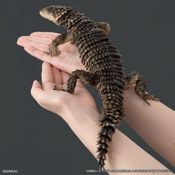 【史派克工廠】結單25年11月 代理版 萬代 BANDAI 盒玩 生物大圖鑑 巨型環尾蜥 0819 代理版 萬代 BANDAI 盒玩 生物大圖鑑 巨型環尾蜥