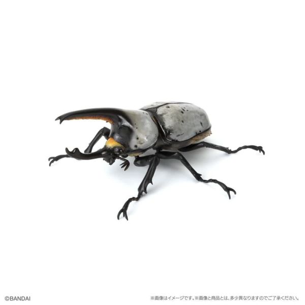 【史派克工廠】預購26年3月 萬代 限定 生物大圖鑑 獨角仙10 附樹皮底座(小) 全五種 扭蛋袋裝 1212 萬代 限定 生物大圖鑑 獨角仙10 附樹皮底座(小) 全五種 扭蛋袋裝