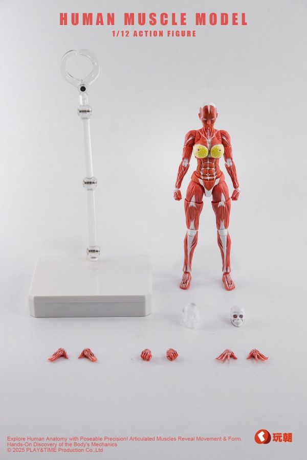 【史派克工廠】結單 免運26年Q4 Human Muscle Model 1/12 肌肉人紅色 女 可動 0923 Human Muscle Model 1/12 肌肉人紅色 女 可動