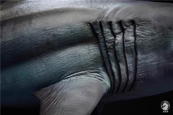 【史派克工廠】結單預購24年Q3 萬蘢堂 1/35 巨齒鯊 鬼顎 大白鯊 雕像模型 0801 萬蘢堂 1/35 巨齒鯊 鬼顎 大白鯊 雕像模型