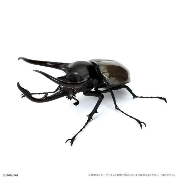 【史派克工廠】預購26年3月 萬代 限定 生物大圖鑑 獨角仙10 附樹皮底座(小) 全五種 扭蛋袋裝 1212 萬代 限定 生物大圖鑑 獨角仙10 附樹皮底座(小) 全五種 扭蛋袋裝