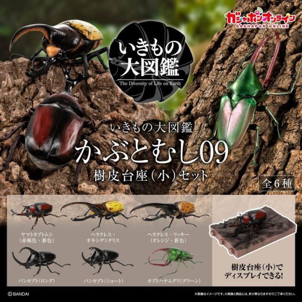 【史派克工廠】結單25年8月 萬代 生物大圖鑑 甲蟲 獨角仙 大兜蟲 09 木質底座套組 全六種 0612 萬代 生物大圖鑑 甲蟲 獨角仙 大兜蟲 09 木質底座套組 全六種