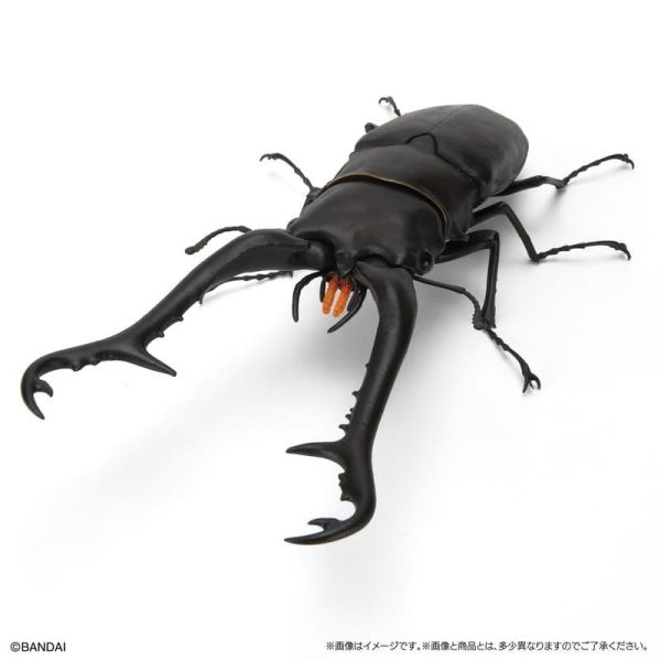 【史派克工廠】預購免運26年1月 萬代 扭蛋 生物大圖鑑生物大圖鑑 鍬形蟲11 附樹皮底座 一套5入 5款 1031 萬代 扭蛋 生物大圖鑑生物大圖鑑 鍬形蟲11 附樹皮底座 一套5入 5款