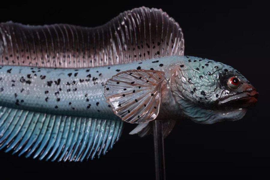 【史派克工廠】預購免運26年6月 三合一創 淡水觀賞魚系列 巴卡雷龍 0601 三合一創 淡水觀賞魚系列 巴卡雷龍