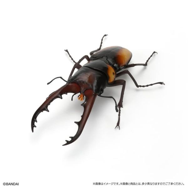 【史派克工廠】預購免運26年1月 萬代 扭蛋 生物大圖鑑生物大圖鑑 鍬形蟲11 附樹皮底座 一套5入 5款 1031 萬代 扭蛋 生物大圖鑑生物大圖鑑 鍬形蟲11 附樹皮底座 一套5入 5款