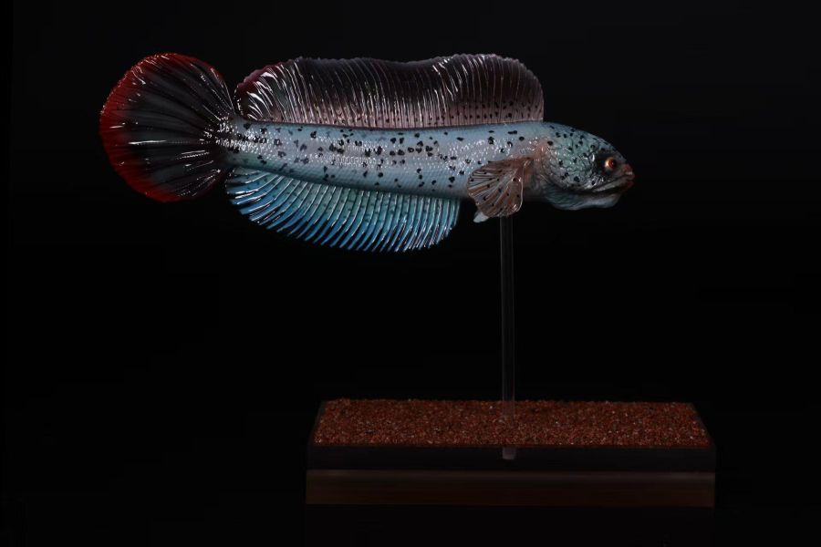 【史派克工廠】預購免運26年6月 三合一創 淡水觀賞魚系列 巴卡雷龍 0601 三合一創 淡水觀賞魚系列 巴卡雷龍