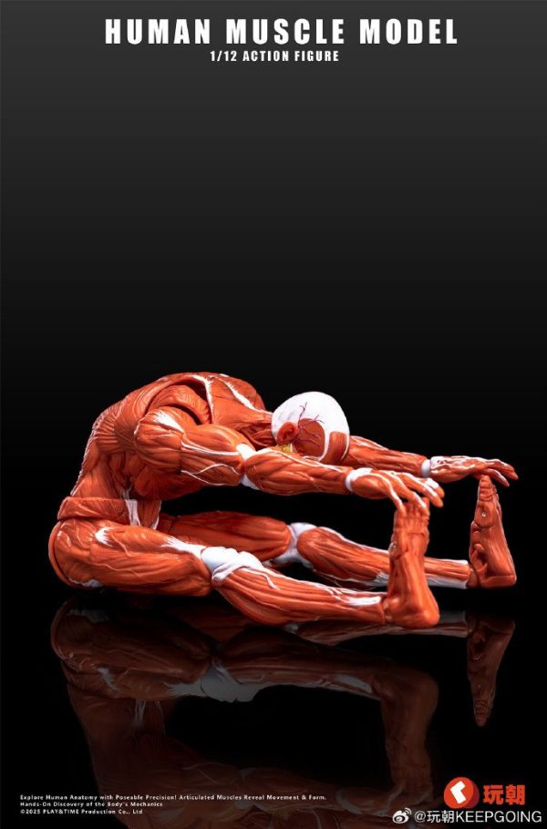 【史派克工廠】結單免運Q3 玩朝玩具 Human Muscle Model 1/12 肌肉素體 超可動人偶 0718 玩朝玩具 Human Muscle Model 1/12 肌肉素體 超可動人偶