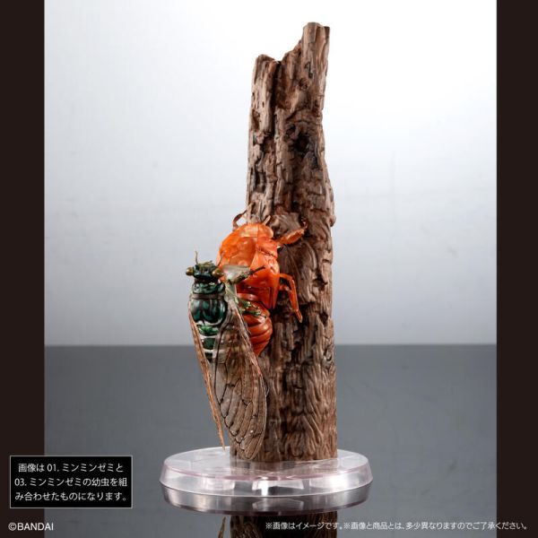 【史派克工廠】結單 預購24年9月 代理版 Gashapon限定 轉蛋 扭蛋 生物大圖鑑 蟬01 三種套組 附支架 0710 代理版 Gashapon限定 轉蛋 扭蛋 生物大圖鑑 蟬01 三種套組 附支架