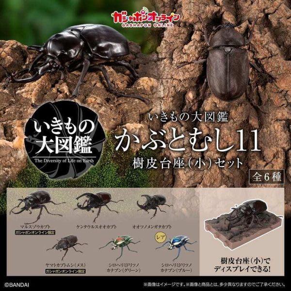 【史派克工廠】預購免運26年7月 萬代 扭蛋袋裝 生物大圖鑑 獨角仙11 附樹皮台座(小) 6款一套 0511 萬代 扭蛋袋裝 生物大圖鑑 獨角仙11 附樹皮台座(小) 6款一套