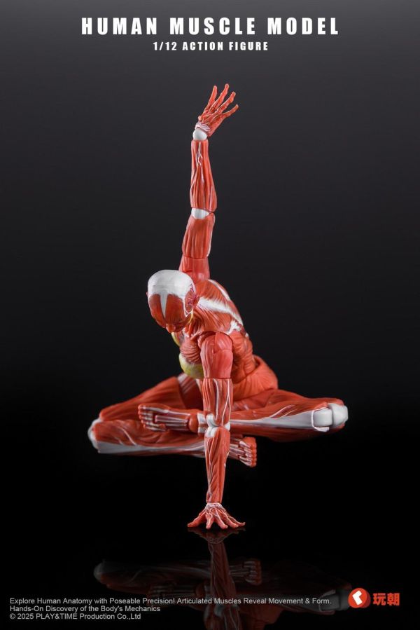 【史派克工廠】結單 免運26年Q4 Human Muscle Model 1/12 肌肉人紅色 女 可動 0923 Human Muscle Model 1/12 肌肉人紅色 女 可動