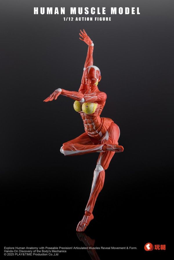 【史派克工廠】結單 免運26年Q4 Human Muscle Model 1/12 肌肉人紅色 女 可動 0923 Human Muscle Model 1/12 肌肉人紅色 女 可動