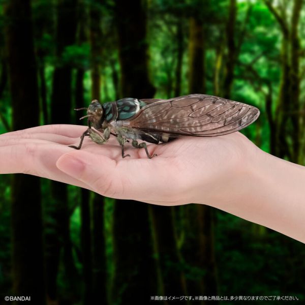 【史派克工廠】結單 預購24年9月 代理版 Gashapon限定 轉蛋 扭蛋 生物大圖鑑 蟬01 三種套組 附支架 0710 代理版 Gashapon限定 轉蛋 扭蛋 生物大圖鑑 蟬01 三種套組 附支架