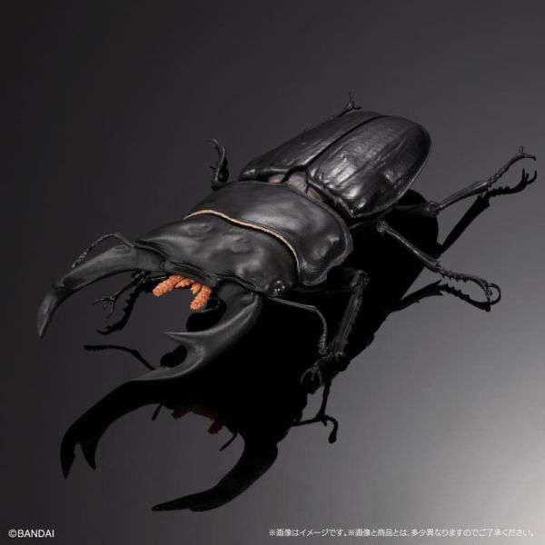 【史派克工廠】結單25年10月 萬代 扭蛋 生物大圖鑑 鍬形蟲02 一套4款 附樹皮底座(中) 0811 萬代 扭蛋 生物大圖鑑 鍬形蟲02 一套4款 附樹皮底座(中)