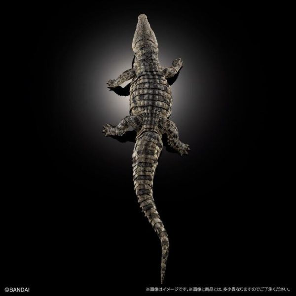 【史派克工廠】結單25年5月 萬代 BANDIA 生物大圖鑑 尼羅鱷 Light Color 轉蛋 扭蛋袋裝 0225 萬代 BANDIA 生物大圖鑑 尼羅鱷 Light Color 轉蛋 扭蛋袋裝