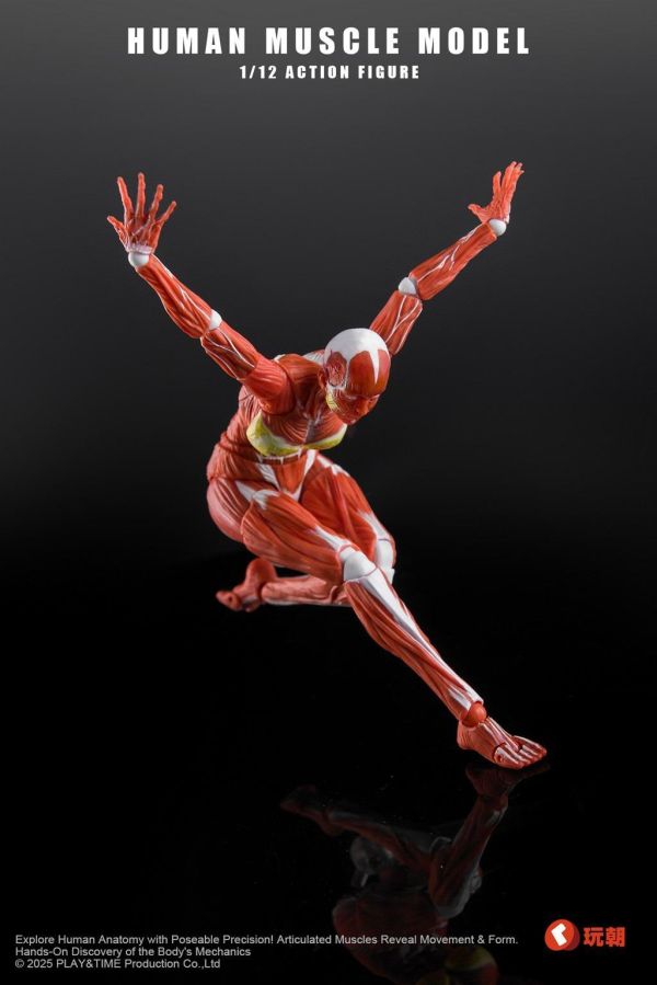 【史派克工廠】結單 免運26年Q4 Human Muscle Model 1/12 肌肉人紅色 女 可動 0923 Human Muscle Model 1/12 肌肉人紅色 女 可動