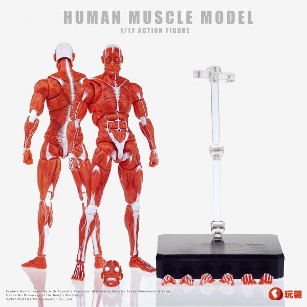 【史派克工廠】結單免運Q3 玩朝玩具 Human Muscle Model 1/12 肌肉素體 超可動人偶 0718 玩朝玩具 Human Muscle Model 1/12 肌肉素體 超可動人偶