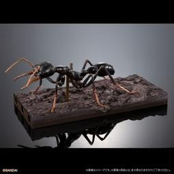 【史派克工廠】預購免運26年1月 萬代 扭蛋 生物大圖鑑 鬥牛犬蟻 附樹皮底座 一套3入 3款 1021 萬代 扭蛋 生物大圖鑑 鬥牛犬蟻 附樹皮底座 一套3入 3款