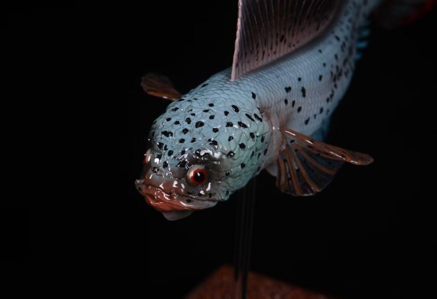 【史派克工廠】預購免運26年6月 三合一創 淡水觀賞魚系列 巴卡雷龍 0601 三合一創 淡水觀賞魚系列 巴卡雷龍