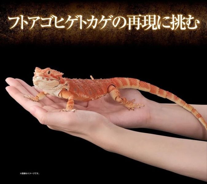 【史派克工廠】結單25年7月 BANDAI 扭蛋袋裝 生物大圖鑑 鬃獅蜥 (紅) 0421 BANDAI 扭蛋袋裝 生物大圖鑑 鬃獅蜥 (紅)