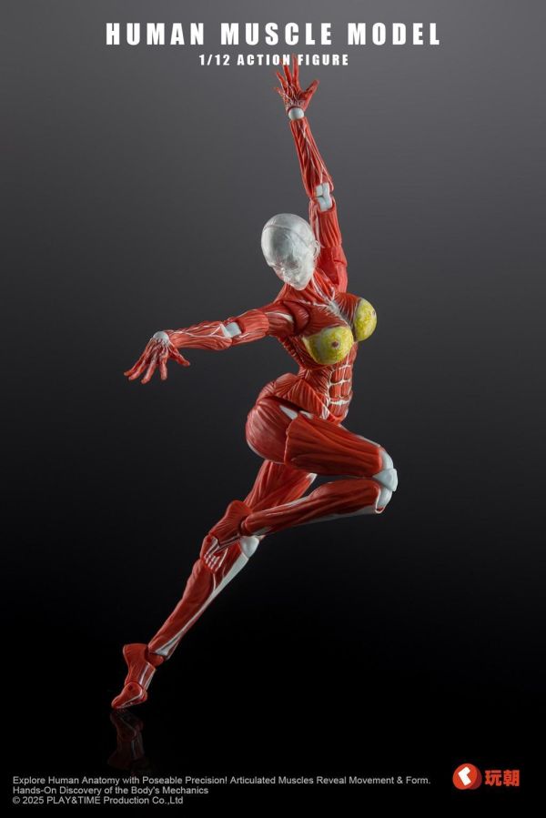 【史派克工廠】結單 免運26年Q4 Human Muscle Model 1/12 肌肉人紅色 女 可動 0923 Human Muscle Model 1/12 肌肉人紅色 女 可動
