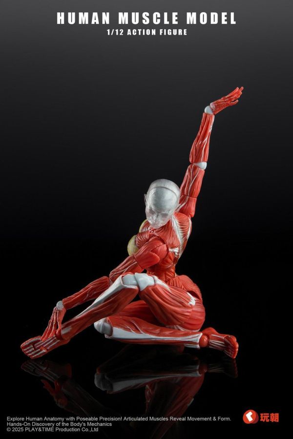 【史派克工廠】結單 免運26年Q4 Human Muscle Model 1/12 肌肉人紅色 女 可動 0923 Human Muscle Model 1/12 肌肉人紅色 女 可動