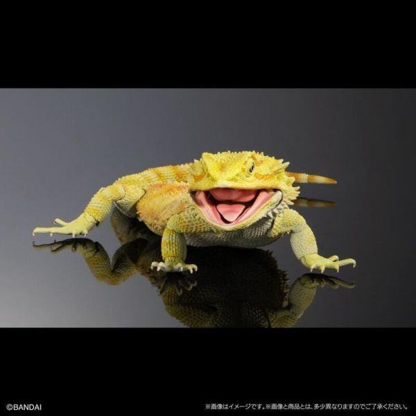 【史派克工廠】結單25年7月 BANDAI 扭蛋袋裝 生物大圖鑑 鬃獅蜥 (黃) 0421 BANDAI 扭蛋袋裝 生物大圖鑑 鬃獅蜥 (黃)