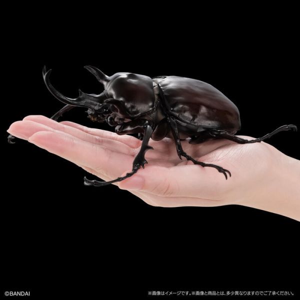 【史派克工廠】結單 預購24年8月 gashapon 轉蛋 扭蛋 生物大圖鑑 象兜蟲和赫克力士長戟大兜蟲 四種套組 0624 gashapon 轉蛋 扭蛋 生物大圖鑑 象兜蟲和赫克力士長戟大兜蟲 四種套組