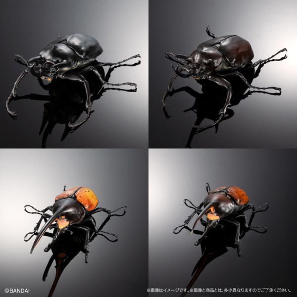 【史派克工廠】結單 預購24年8月 gashapon 轉蛋 扭蛋 生物大圖鑑 象兜蟲和赫克力士長戟大兜蟲 四種套組 0624 gashapon 轉蛋 扭蛋 生物大圖鑑 象兜蟲和赫克力士長戟大兜蟲 四種套組