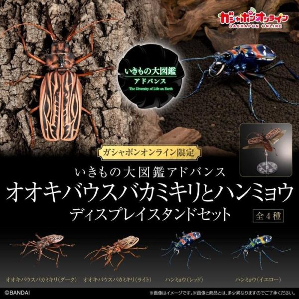 【史派克工廠】結單25年5月 代理版 扭蛋袋裝 生物大圖鑑 長牙大天牛 日本虎甲蟲 附支架 全4種 0312 代理版 扭蛋袋裝 生物大圖鑑 長牙大天牛 日本虎甲蟲 附支架 全4種