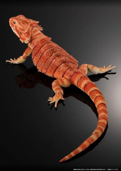 【史派克工廠】結單25年7月 BANDAI 扭蛋袋裝 生物大圖鑑 鬃獅蜥 (紅) 0421 BANDAI 扭蛋袋裝 生物大圖鑑 鬃獅蜥 (紅)