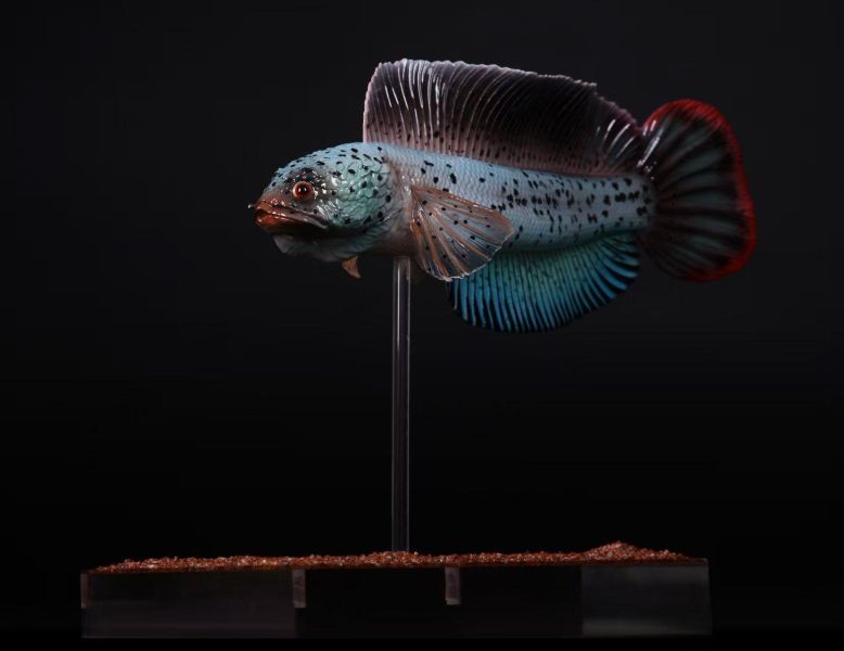 【史派克工廠】預購免運26年6月 三合一創 淡水觀賞魚系列 巴卡雷龍 0601 三合一創 淡水觀賞魚系列 巴卡雷龍