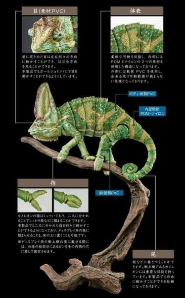 【史派克工廠】預購26年5月 萬代 扭蛋袋裝 生物大圖鑑PREMIUM 高冠變色龍 全1款 0302 萬代 扭蛋袋裝 生物大圖鑑PREMIUM 高冠變色龍 全1款