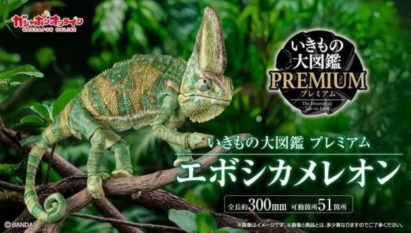 【史派克工廠】預購26年5月 萬代 扭蛋袋裝 生物大圖鑑PREMIUM 高冠變色龍 全1款 0302 萬代 扭蛋袋裝 生物大圖鑑PREMIUM 高冠變色龍 全1款