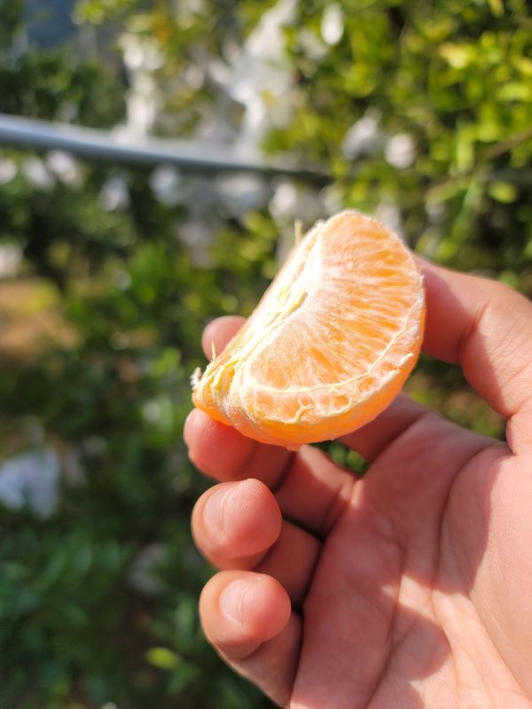幸福橘子果醬 振東柑園 320g 果醬,夢啡名,竹山,台灣,有機,農產,農產品
