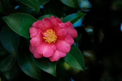 【泉發蜂蜜】茶花花粉蜜核桃80g 