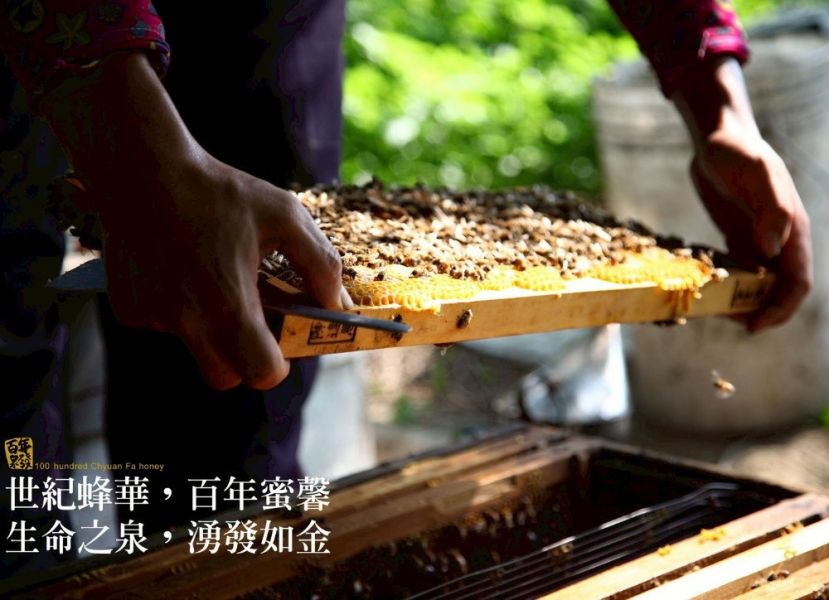 【泉發蜂蜜】洋甘菊修護霜15g 