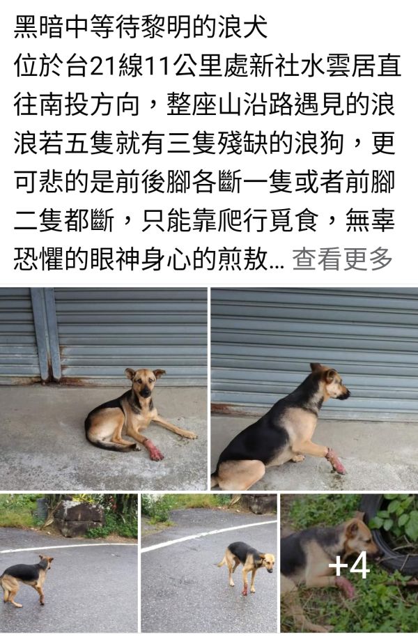 關心_斷手斷腳斷掌的生命（請勿下單） hairykid-hope-help 立法保護動物