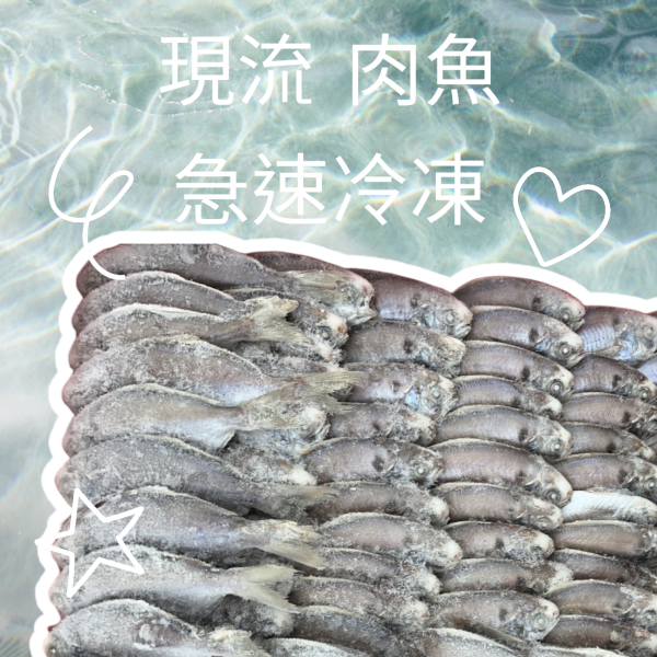 船長_台灣現流_野生肉魚-箱購 台灣本港商品肉魚批發箱購 批發