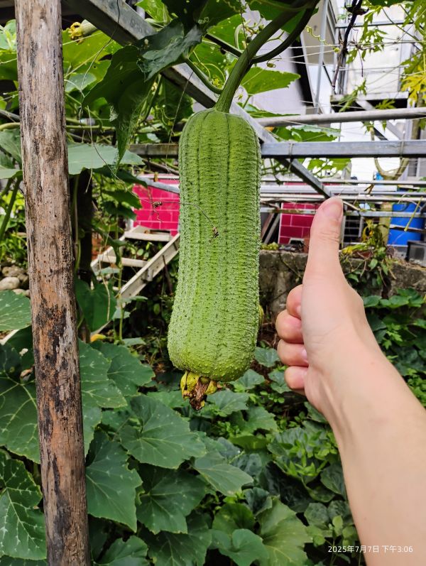 自給自足農業系列（雞蛋） 