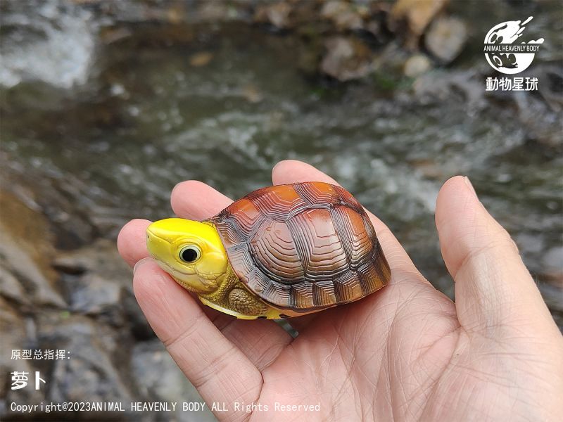 【售罄展示追加請私訊客服@toystationtw】心寬體胖系列十九彈一國龜篇 X 動物星球 #動漫#模型#玩具#gk#玩驛#火影#手辦#海賊#死神#航海王#獵人#阿拉蕾#七大罪#七龍珠#寶可夢#神奇寶貝#哥吉拉#宮崎駿#迪士尼#灌籃高手#鬼滅之日刃#一拳超人#蠟筆小新#咒術#鏈鋸人#進擊的巨人#妖精尾巴#我的英雄學院#我英#鋼鍊#鋼之煉金術師#新世紀福音戰士#EVA#間諜家家酒#Re0#漫威#dc#集美#hex#tsume#prime1#queen#tes#xm#野獸國#壽屋#數碼寶貝