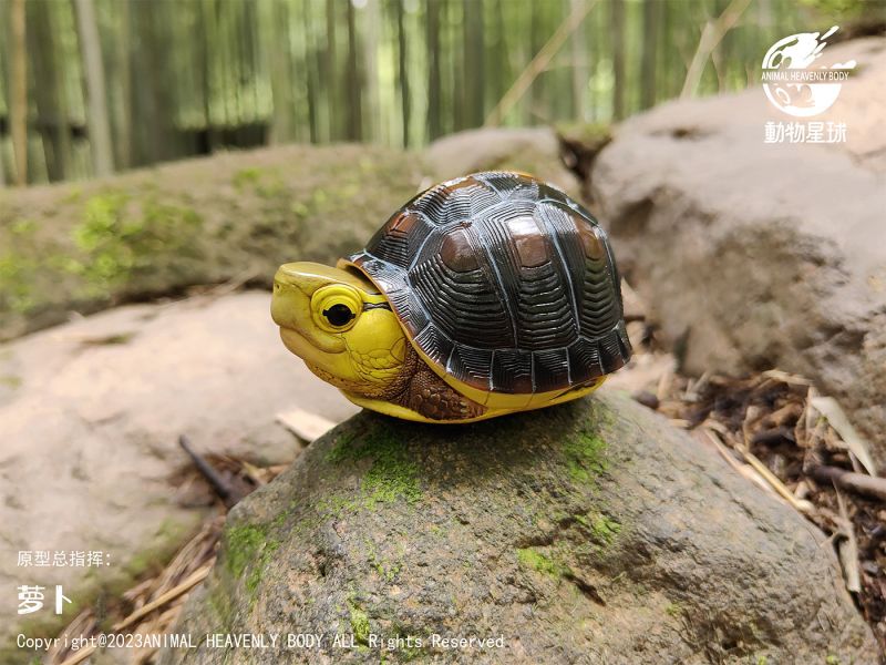 【售罄展示追加請私訊客服@toystationtw】心寬體胖系列十九彈一國龜篇 X 動物星球 #動漫#模型#玩具#gk#玩驛#火影#手辦#海賊#死神#航海王#獵人#阿拉蕾#七大罪#七龍珠#寶可夢#神奇寶貝#哥吉拉#宮崎駿#迪士尼#灌籃高手#鬼滅之日刃#一拳超人#蠟筆小新#咒術#鏈鋸人#進擊的巨人#妖精尾巴#我的英雄學院#我英#鋼鍊#鋼之煉金術師#新世紀福音戰士#EVA#間諜家家酒#Re0#漫威#dc#集美#hex#tsume#prime1#queen#tes#xm#野獸國#壽屋#數碼寶貝