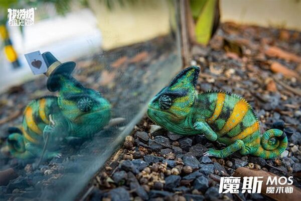 【售罄展示追加請私訊客服@toystationtw】高冠變色龍白日夢系列第二彈 MOS魔斯的魔術夢 X FIGURERICH模撈撈 動漫,模型,玩具,gk,玩驛,火影,手辦,海賊,死神,航海王,獵人,阿拉蕾,七大罪,七龍珠,寶可夢,神奇寶貝,哥吉拉,宮崎駿,迪士尼,灌籃高手,鬼滅之日刃,一拳超人,蠟筆小新,咒術,鏈鋸人,進擊的巨人,妖精尾巴,我的英雄學院,我英,鋼鍊,鋼之煉金術師,新世紀福音戰士,EVA,間諜家家酒,Re0,漫威,dc,集美#hex#tsume#prime1#queen#tes#xm#野獸國#壽屋#數碼寶貝