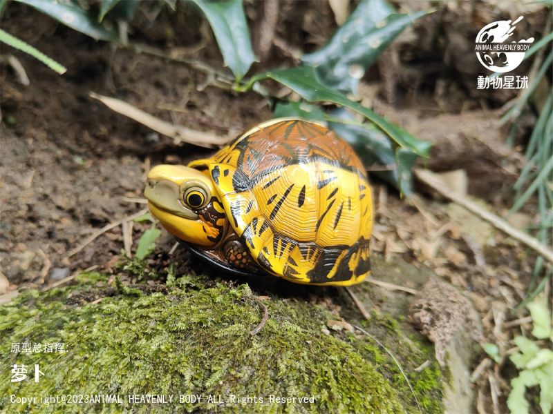 【售罄展示追加請私訊客服@toystationtw】心寬體胖系列十九彈一國龜篇 X 動物星球 #動漫#模型#玩具#gk#玩驛#火影#手辦#海賊#死神#航海王#獵人#阿拉蕾#七大罪#七龍珠#寶可夢#神奇寶貝#哥吉拉#宮崎駿#迪士尼#灌籃高手#鬼滅之日刃#一拳超人#蠟筆小新#咒術#鏈鋸人#進擊的巨人#妖精尾巴#我的英雄學院#我英#鋼鍊#鋼之煉金術師#新世紀福音戰士#EVA#間諜家家酒#Re0#漫威#dc#集美#hex#tsume#prime1#queen#tes#xm#野獸國#壽屋#數碼寶貝