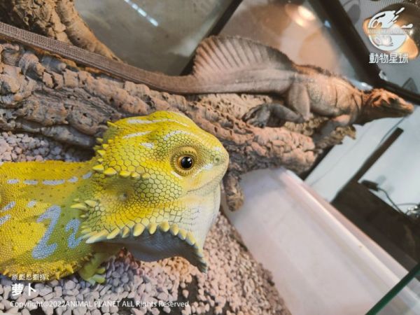 【售罄展示追加請私訊客服@toystationtw】心寬體胖系列鬃獅蜥MAX X 動物星球 動漫,模型,玩具,gk,玩驛,火影,手辦,海賊,死神,航海王,獵人,阿拉蕾,七大罪,七龍珠,寶可夢,神奇寶貝,哥吉拉,宮崎駿,迪士尼,灌籃高手,鬼滅之日刃,一拳超人,蠟筆小新,咒術,鏈鋸人,進擊的巨人,妖精尾巴,我的英雄學院,我英,鋼鍊,鋼之煉金術師,新世紀福音戰士,EVA,間諜家家酒,Re0,漫威,dc,集美#hex#tsume#prime1#queen#tes#xm#野獸國#壽屋#數碼寶貝