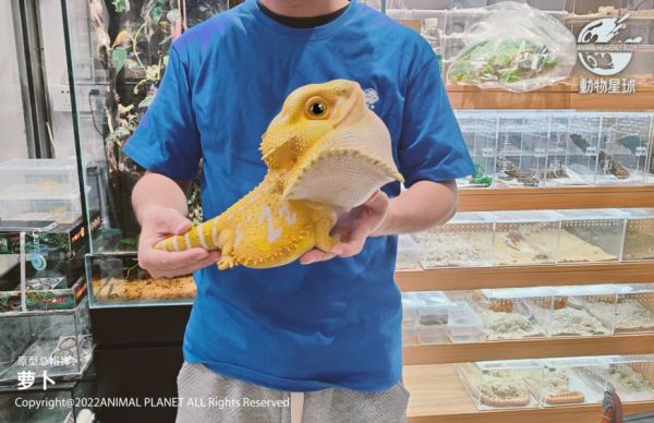 【售罄展示追加請私訊客服@toystationtw】心寬體胖系列鬃獅蜥MAX X 動物星球 動漫,模型,玩具,gk,玩驛,火影,手辦,海賊,死神,航海王,獵人,阿拉蕾,七大罪,七龍珠,寶可夢,神奇寶貝,哥吉拉,宮崎駿,迪士尼,灌籃高手,鬼滅之日刃,一拳超人,蠟筆小新,咒術,鏈鋸人,進擊的巨人,妖精尾巴,我的英雄學院,我英,鋼鍊,鋼之煉金術師,新世紀福音戰士,EVA,間諜家家酒,Re0,漫威,dc,集美#hex#tsume#prime1#queen#tes#xm#野獸國#壽屋#數碼寶貝