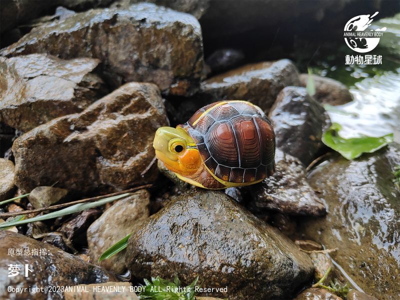 【售罄展示追加請私訊客服@toystationtw】心寬體胖系列十九彈一國龜篇 X 動物星球 #動漫#模型#玩具#gk#玩驛#火影#手辦#海賊#死神#航海王#獵人#阿拉蕾#七大罪#七龍珠#寶可夢#神奇寶貝#哥吉拉#宮崎駿#迪士尼#灌籃高手#鬼滅之日刃#一拳超人#蠟筆小新#咒術#鏈鋸人#進擊的巨人#妖精尾巴#我的英雄學院#我英#鋼鍊#鋼之煉金術師#新世紀福音戰士#EVA#間諜家家酒#Re0#漫威#dc#集美#hex#tsume#prime1#queen#tes#xm#野獸國#壽屋#數碼寶貝