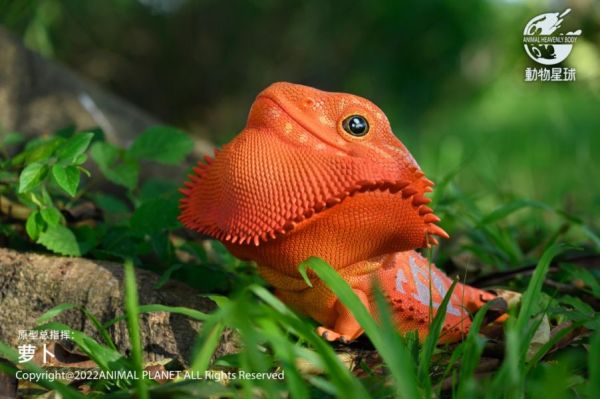 【售罄展示追加請私訊客服@toystationtw】心寬體胖系列鬃獅蜥MAX X 動物星球 動漫,模型,玩具,gk,玩驛,火影,手辦,海賊,死神,航海王,獵人,阿拉蕾,七大罪,七龍珠,寶可夢,神奇寶貝,哥吉拉,宮崎駿,迪士尼,灌籃高手,鬼滅之日刃,一拳超人,蠟筆小新,咒術,鏈鋸人,進擊的巨人,妖精尾巴,我的英雄學院,我英,鋼鍊,鋼之煉金術師,新世紀福音戰士,EVA,間諜家家酒,Re0,漫威,dc,集美#hex#tsume#prime1#queen#tes#xm#野獸國#壽屋#數碼寶貝
