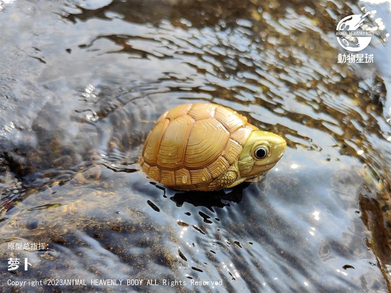 【售罄展示追加請私訊客服@toystationtw】心寬體胖系列十九彈一國龜篇 X 動物星球 #動漫#模型#玩具#gk#玩驛#火影#手辦#海賊#死神#航海王#獵人#阿拉蕾#七大罪#七龍珠#寶可夢#神奇寶貝#哥吉拉#宮崎駿#迪士尼#灌籃高手#鬼滅之日刃#一拳超人#蠟筆小新#咒術#鏈鋸人#進擊的巨人#妖精尾巴#我的英雄學院#我英#鋼鍊#鋼之煉金術師#新世紀福音戰士#EVA#間諜家家酒#Re0#漫威#dc#集美#hex#tsume#prime1#queen#tes#xm#野獸國#壽屋#數碼寶貝